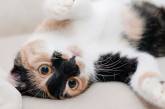 Пользователи Сети рассказали о странных привычках своих котов (ФОТО)