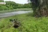 Величезний зухвалий алігатор узяв видобуток у рибалок (відео)