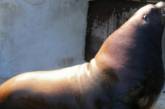 Як удома: морський лев заліз на дах автомобіля (відео)