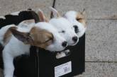 Потешные щенки, обожающие спать (ФОТО)