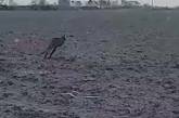 Автомобіліст із Данії зняв на відео кенгуру, що стрибає полем (ВІДЕО)