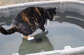 Глядачів здивував відеоролик із «божественною» кішкою, що ходить водою (ФОТО)