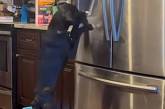 Пес навчився самостійно добувати лід із холодильника (ВІДЕО)