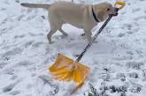 Собака бере в зуби лопату, щоб допомогти господарям з чищенням снігу (ВІДЕО)