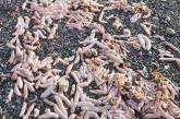 Пляж завалило червями, похожими на мужские половые органы (ФОТО)
