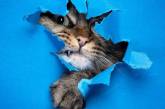 Фотограф зняв серію портретів кішок, які лізуть крізь паперову стіну (фото)