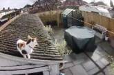 Кошка совершила прыжок в стиле супергероев и врезалась в камеру видеонаблюдения (ВИДЕО)
