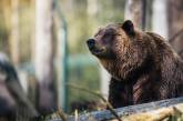 У США ведмідь вдерся на подвір'я приватного будинку та ганявся за собаками (відео)
