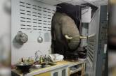 Голодний слон в Таїланді пробив стіну на кухні будинку у пошуках їжі (відео) 