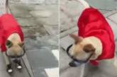 Собаку навчили віртуозно кататися на роликах (відео)