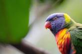 Папуга у Новій Зеландії мимохіть став відеоблогером, вкравши камеру (відео) 