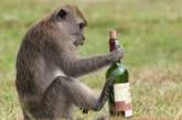 В Індії поліція розшукує мавпу-алкоголіка, яка грабує алкогольні магазини (відео) 