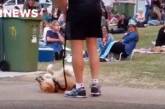 Пес, що влаштував лежачий страйк, підкорив соцмережі (відео)