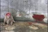 Медведица из Киевского зоопарка убила себя об стену