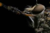 Що насправді роблять мухи, коли сідають на їжу