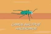Хто переможе у гонці серед найшвидших жуків? (фото)