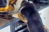 Колективний злочин: собаки допомогли другові дістатися смачненьок (ВІДЕО)