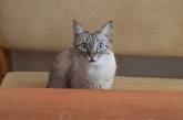 Мережа насмішила мордочка кота, який не бажає чекати, коли їжа буде готова (ВІДЕО)