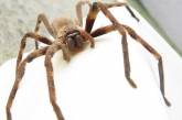Величезний павук розбудивши австралійця дзвінком біля дверей (ВІДЕО)