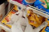 Мережа підкорив бездомний кіт, який вібрав собі їжу у супермаркеті (ВІДЕО)