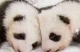 Мережу підкорила зустріч панд-близнюків після розлуки (ВІДЕО)