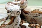 Змеи способны к непорочному зачатию