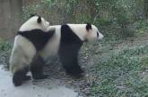 «Виховний момент»: Мережу повеселіло сімейство панд (ВІДЕО)