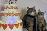 Кіт Степан відзначив півріччя весілля зі своєю коханою Стефанією (фото)