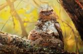 Очаровательные совы в объективе Sompob Sasi-Smit. ФОТО