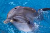 З'ясувалося, що дельфіни поводяться зі своїми дитинчатами так само, як люди з немовлятами
