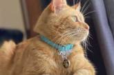 Рудий кіт став зіркою Мережі: хвостатий ворюга тероризує сусідів (ФОТО)