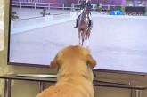 Мережу підкорив пес, який обожнює змагання з верхової їзди (ВІДЕО)
