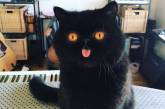 Чорний кіт із незвичайною мордочкою став зіркою Мережі (ФОТО)