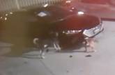 Розважилися на 350 000 доларів: два собаки влаштували погром в автосалоні (фото)