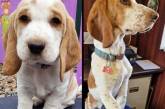 Фотографії "до і після", що показують, як милі цуценята перетворюються на прекрасних собак