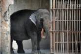 Після 33 років самотності помер "найсумніший слон у світі" (фото)