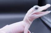 У світі вперше народився білий алігатор: який він має вигляд (відео)