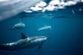 Науковці зняли надзвичайно рідкісного дельфіна із "великими пальцями": який він має вигляд (фото)