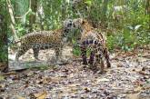 Забавна реакція диких тварин на зеркало у джунглях (ВІДЕО)