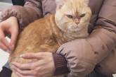 Прикол дня: реакція похмурого кота на появу господарів (ФОТО)