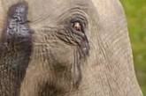 Трагічна історія слона Туско, якому дали найбільшу у світі дозу ЛСД (фото)