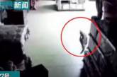 В Китае огромный аллигатор забрел в супермаркет