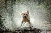 У Мережі "завірусився" пес, який обожнює дивитися на дощ (ВІДЕО)