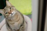 У Британії коту, що постійно чхає, шукають новий будинок (ВІДЕО)