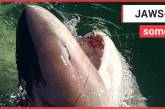 Ірландка примудрилася зловити на вудку величезну акулу (ВІДЕО)