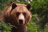 Ведмідь залишив мисливців без їжі (ВІДЕО)