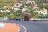 Слон прогулявся автострадою, щоб “дійти до супермаркету”