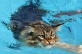Сітку підкорила кішка, що обожнює розслаблятися у воді (ВІДЕО)
