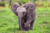 Слоненя образилося на туристів, які не бажають з ним грати (ВІДЕО)