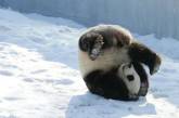 Сеть у захваті від панді, що перекидається у снігу (ВІДЕО)